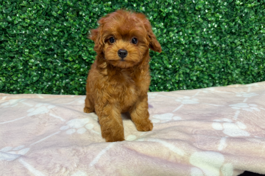 Cavapoo Pup Being Cute
