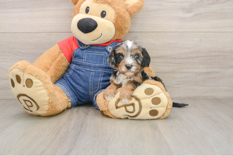 Popular Cavapoo Poodle Mix Pup