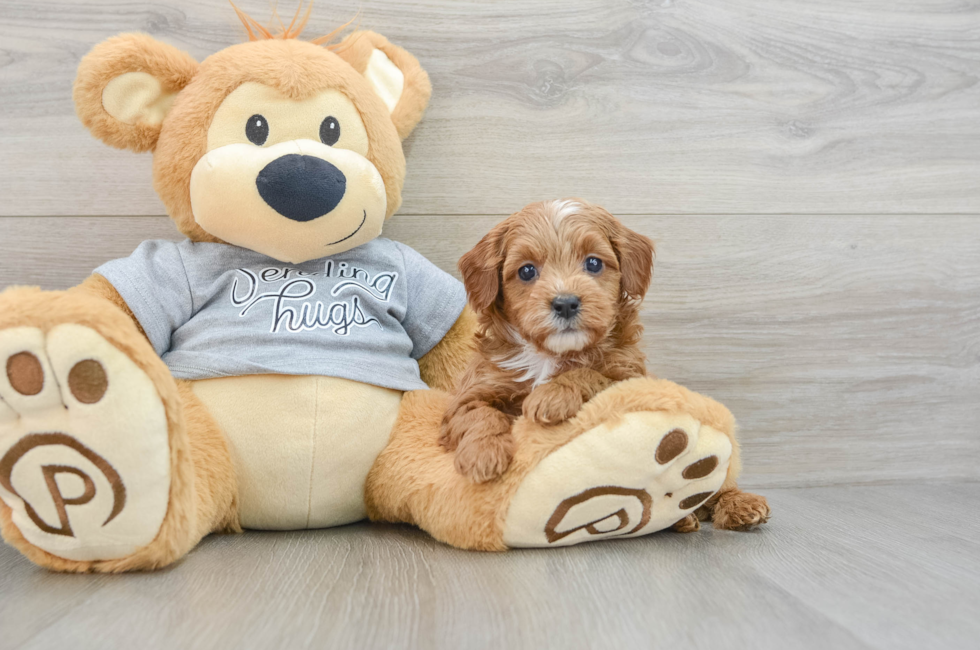 6 week old Cavapoo Puppy For Sale - Windy City Pups