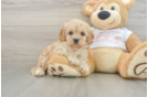 Cavapoo Pup Being Cute