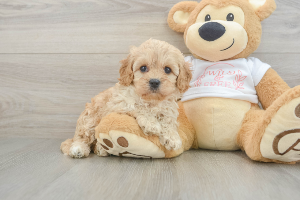 Cavapoo Pup Being Cute