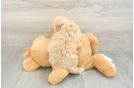 Cavapoo Puppy for Adoption