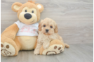 Petite Cavapoo Poodle Mix Pup