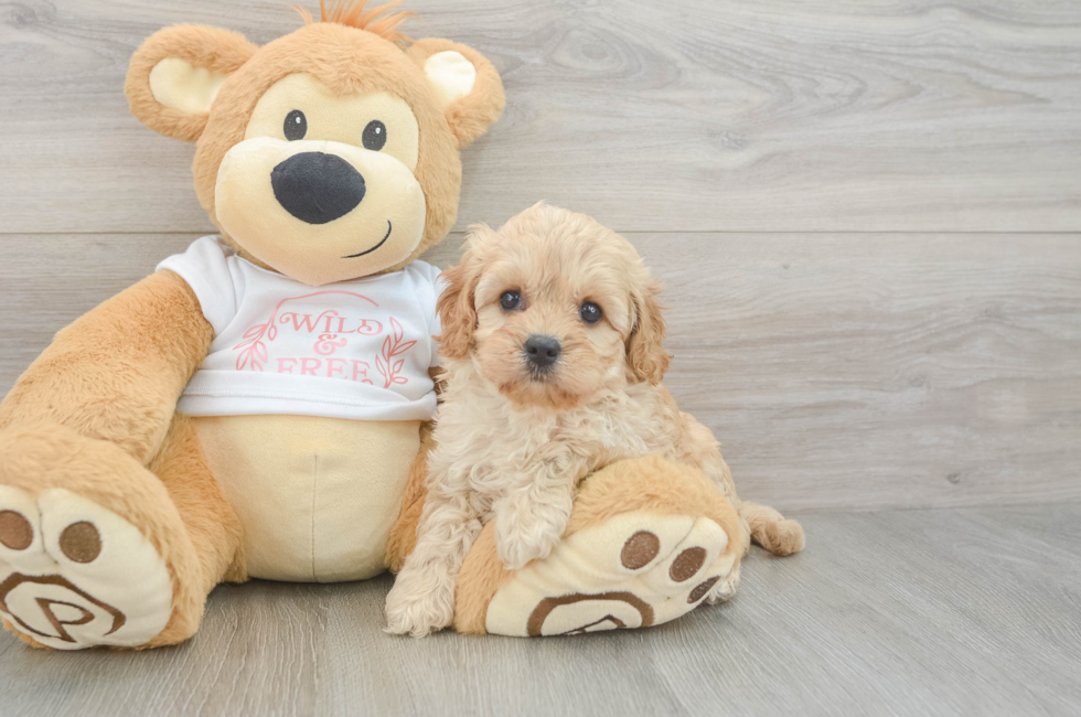 6 week old Cavapoo Puppy For Sale - Windy City Pups