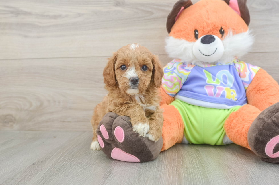 6 week old Cavapoo Puppy For Sale - Windy City Pups
