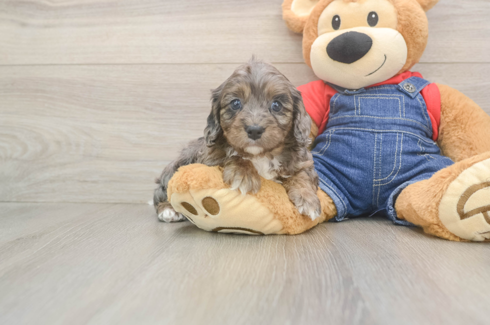 6 week old Cavapoo Puppy For Sale - Windy City Pups