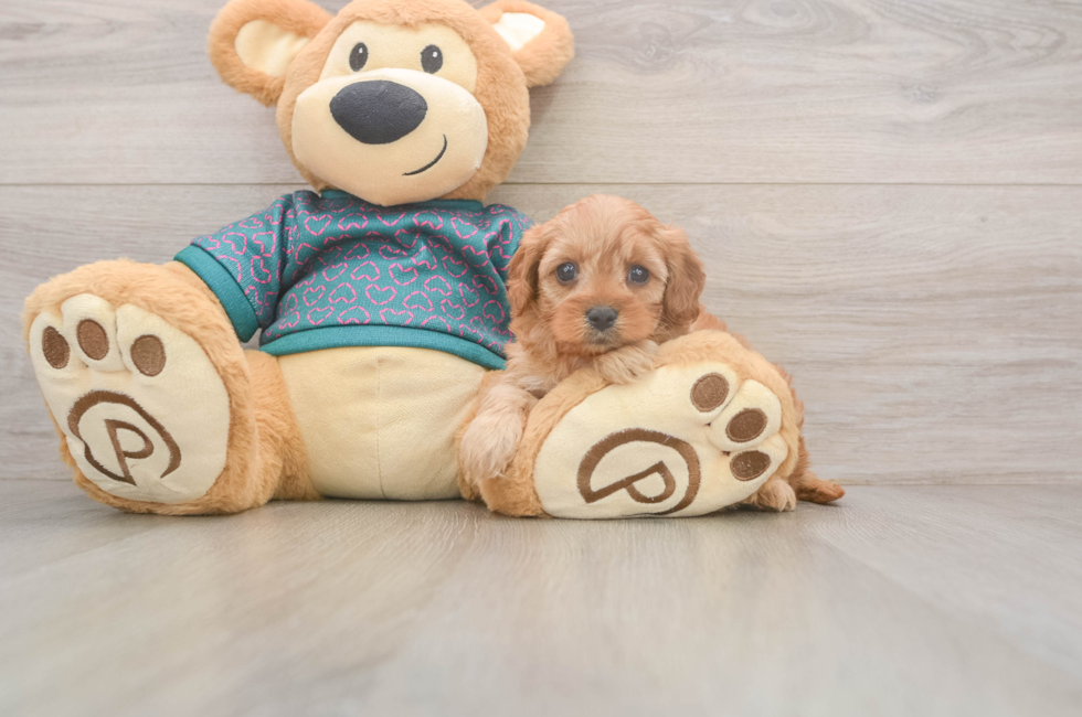 5 week old Cavapoo Puppy For Sale - Windy City Pups