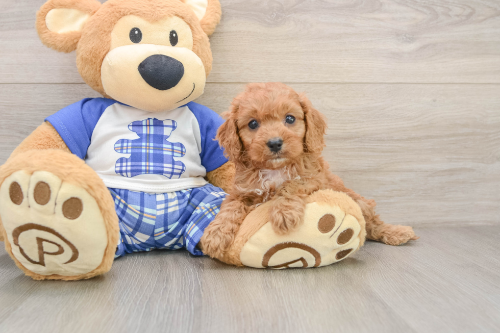 Cavapoo Pup Being Cute