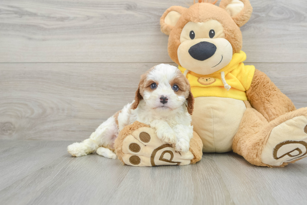 Cavapoo Puppy for Adoption