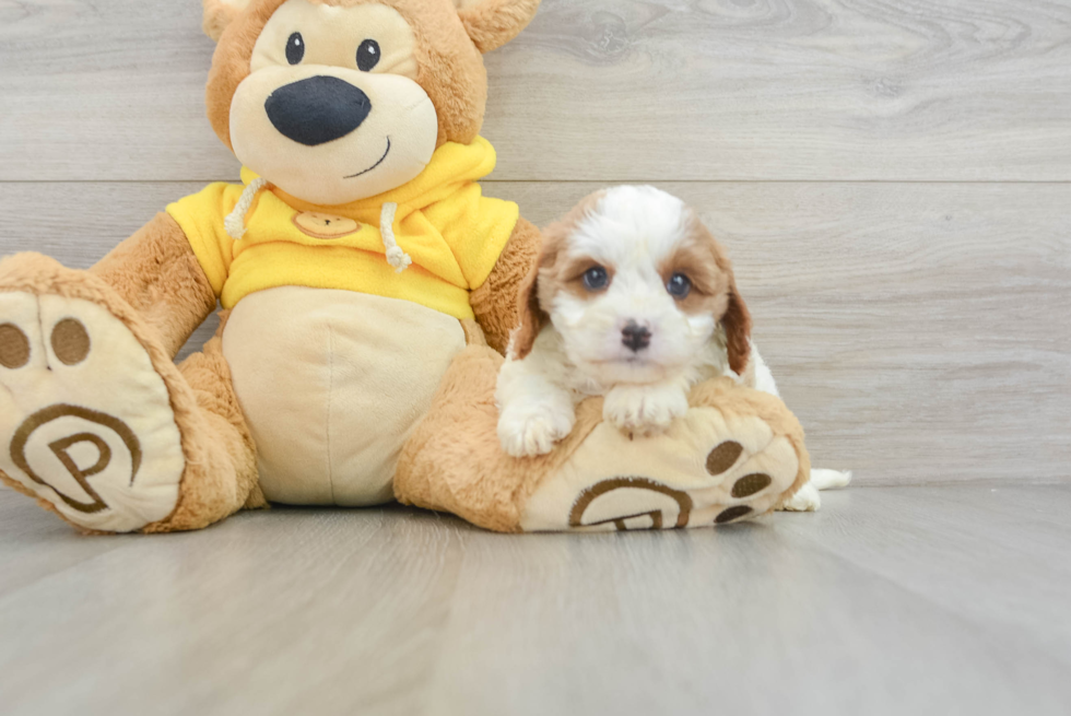 Fluffy Cavapoo Poodle Mix Pup