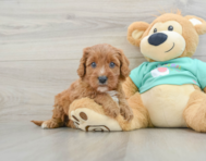 8 week old Cavapoo Puppy For Sale - Windy City Pups