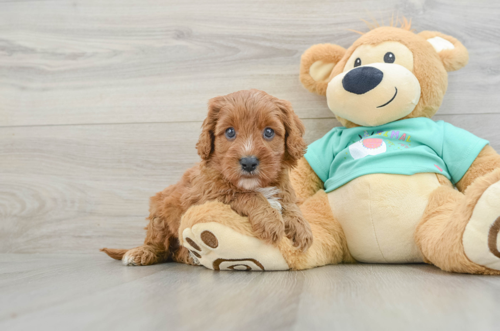 8 week old Cavapoo Puppy For Sale - Windy City Pups