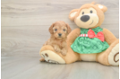 Cavapoo Puppy for Adoption