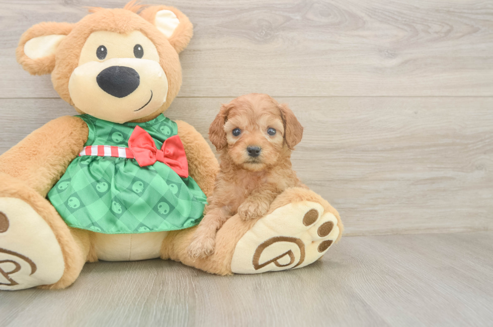 5 week old Cavapoo Puppy For Sale - Windy City Pups