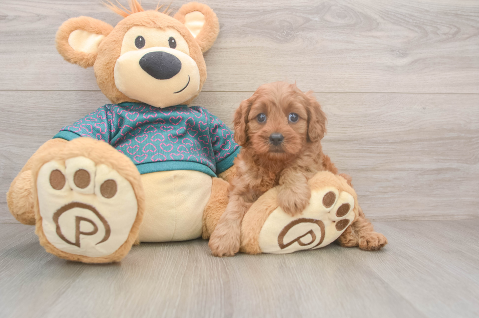 5 week old Cavapoo Puppy For Sale - Windy City Pups
