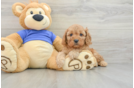 Cavapoo Puppy for Adoption