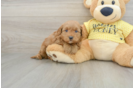 Petite Cavapoo Poodle Mix Pup
