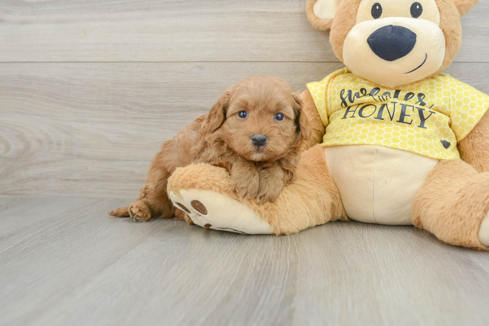 Petite Cavapoo Poodle Mix Pup
