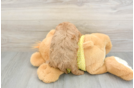 Cavapoo Pup Being Cute