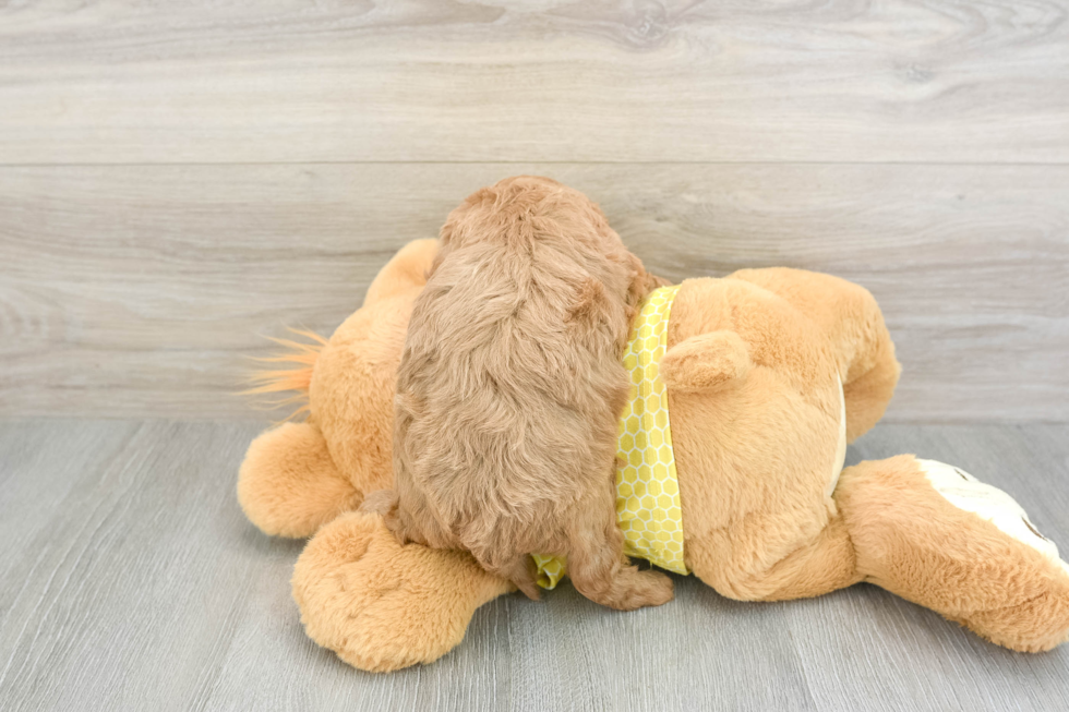 Cavapoo Pup Being Cute