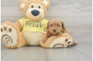 Cavapoo Pup Being Cute