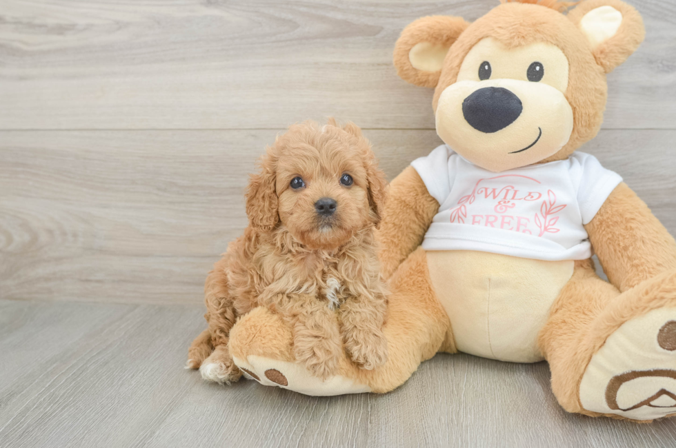 6 week old Cavapoo Puppy For Sale - Windy City Pups
