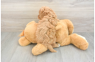 Best Cavapoo Baby