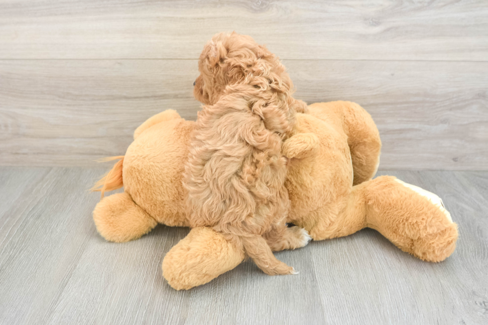 Best Cavapoo Baby