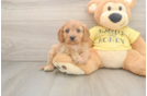 Cavapoo Puppy for Adoption