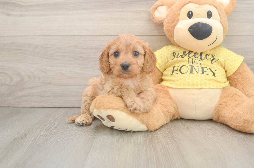6 week old Cavapoo Puppy For Sale - Windy City Pups