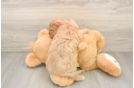 Cavapoo Pup Being Cute