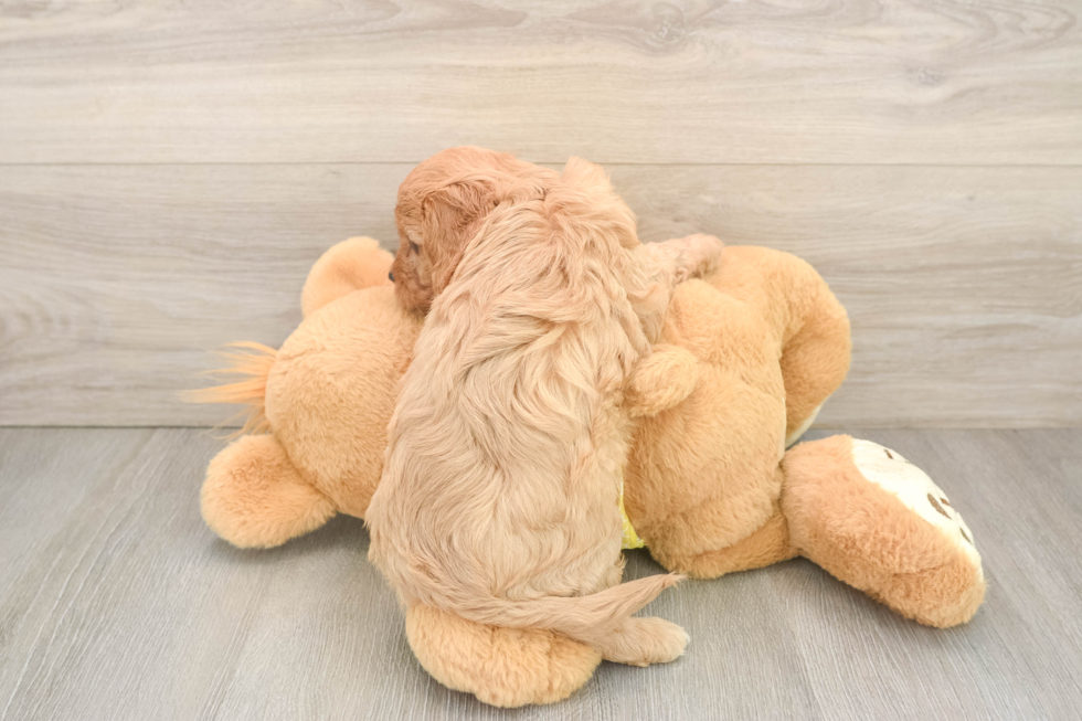 Cavapoo Pup Being Cute