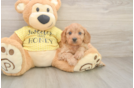 Small Cavapoo Baby