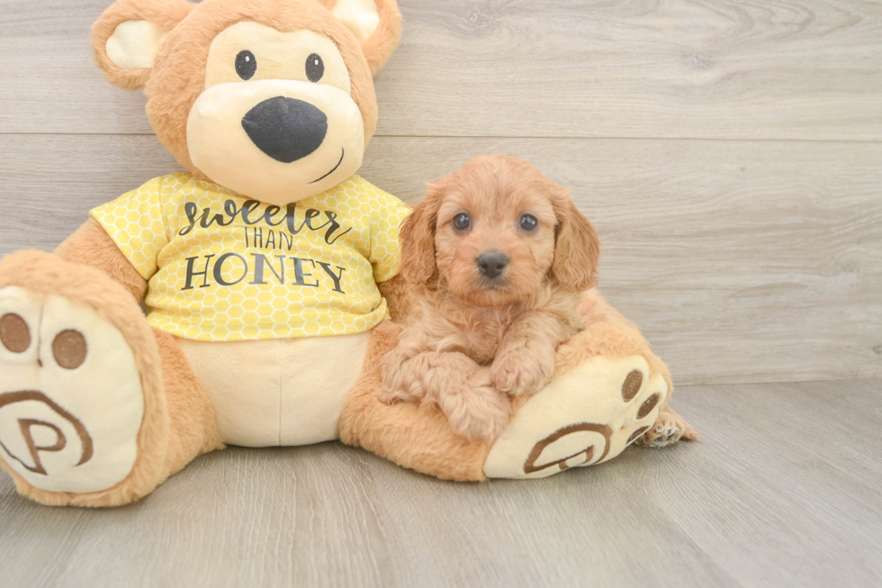 Small Cavapoo Baby