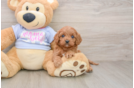 Cavapoo Puppy for Adoption