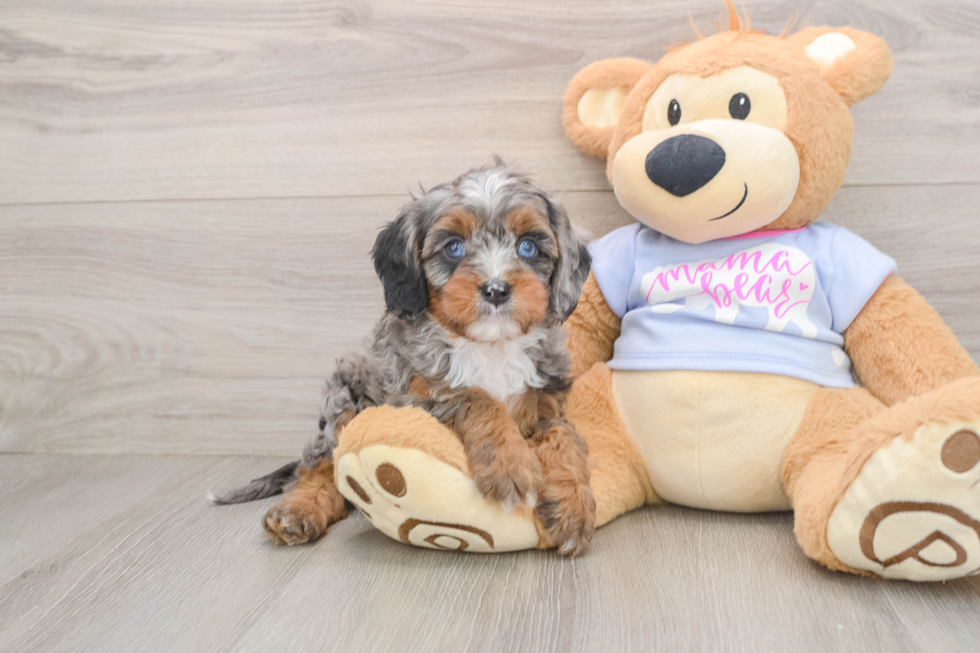 Cavapoo Puppy for Adoption