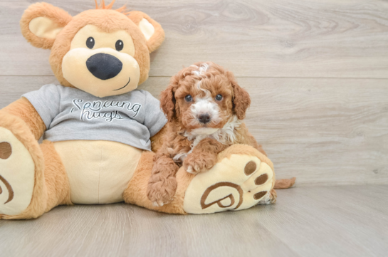 Sweet Cavapoo Baby