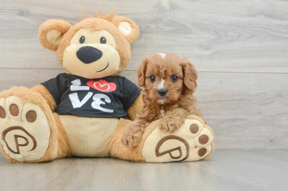7 week old Cavapoo Puppy For Sale - Windy City Pups