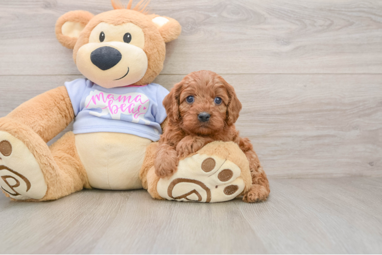 Adorable Cavalier King Charles Spaniel and Poodle Mix Poodle Mix Puppy