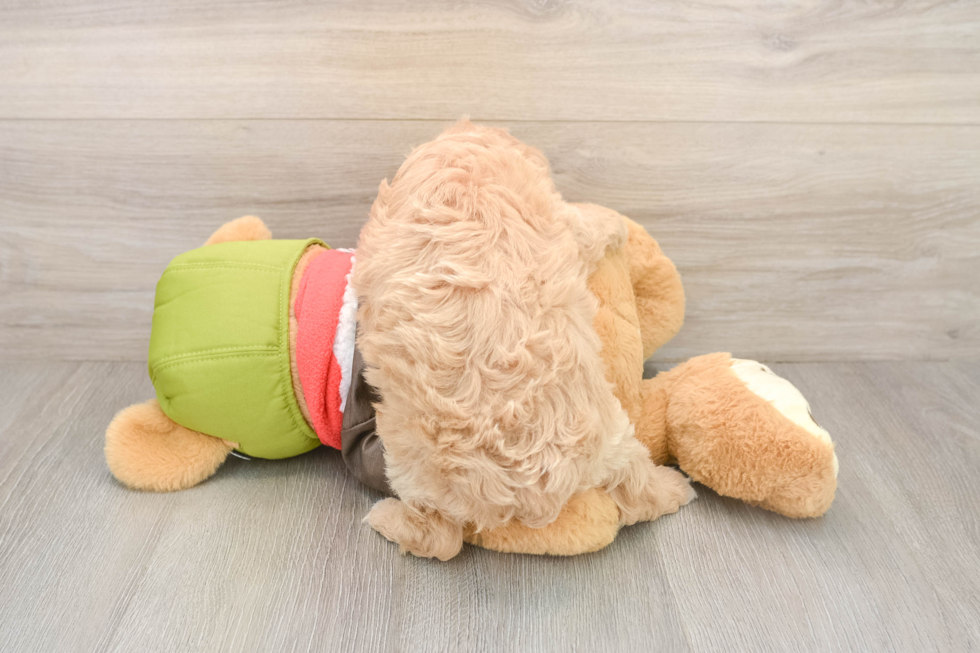 Small Cavapoo Baby