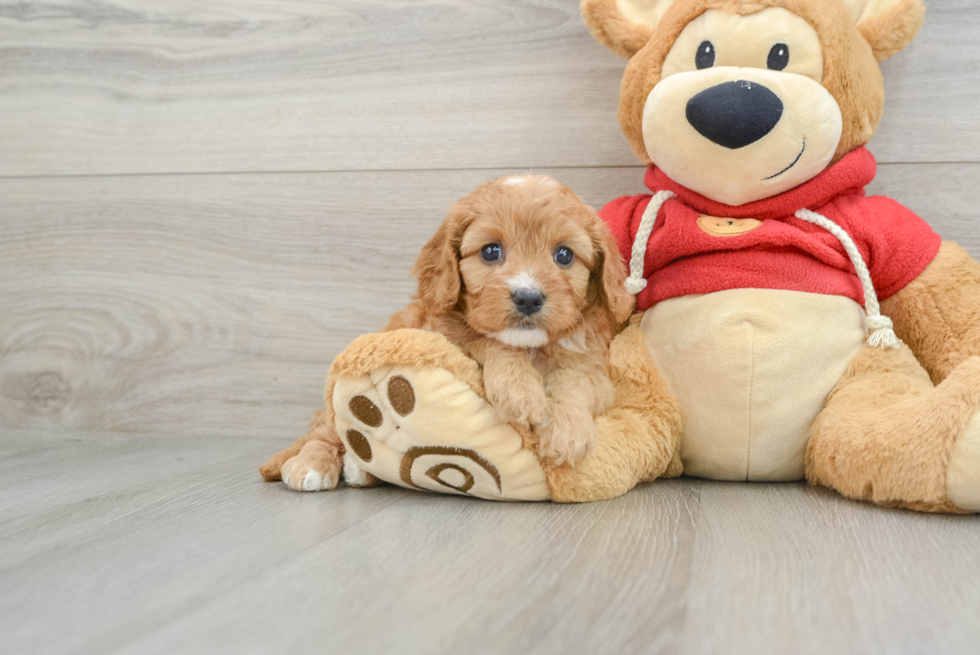 Cavapoo Pup Being Cute