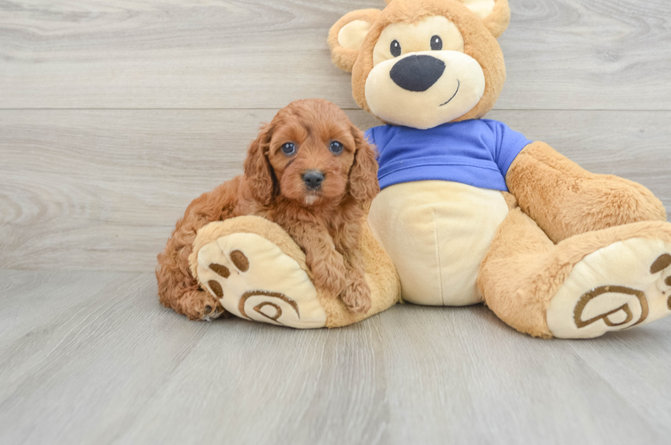 6 week old Cavapoo Puppy For Sale - Windy City Pups