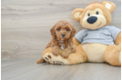 Cavapoo Puppy for Adoption