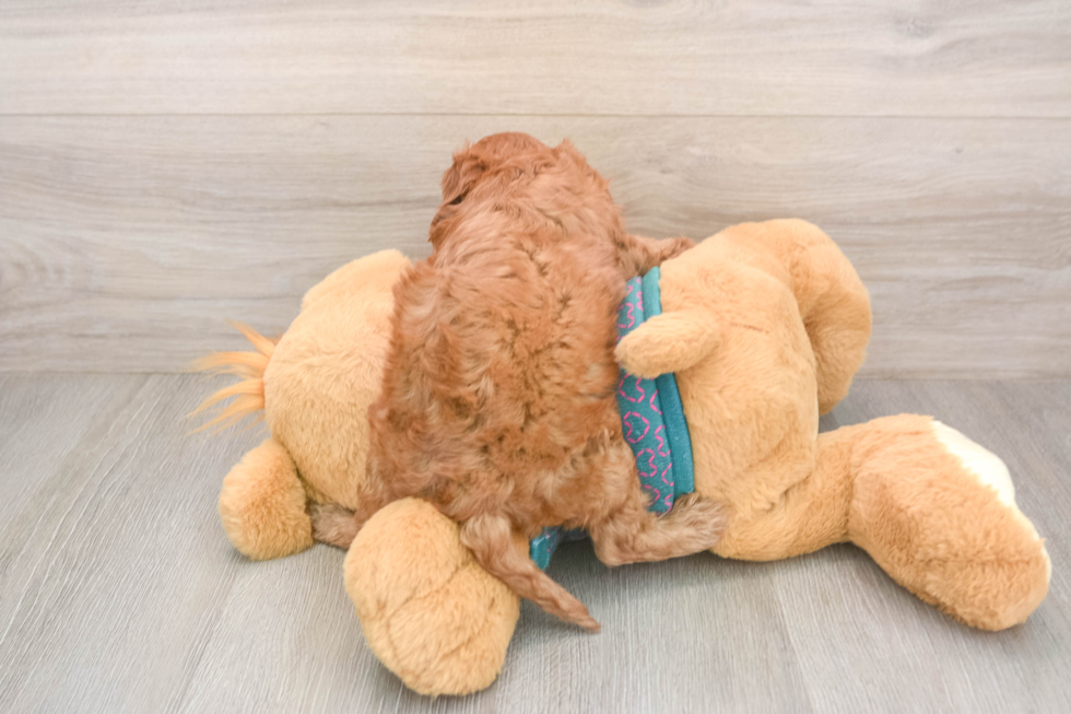 Fluffy Cavapoo Poodle Mix Pup