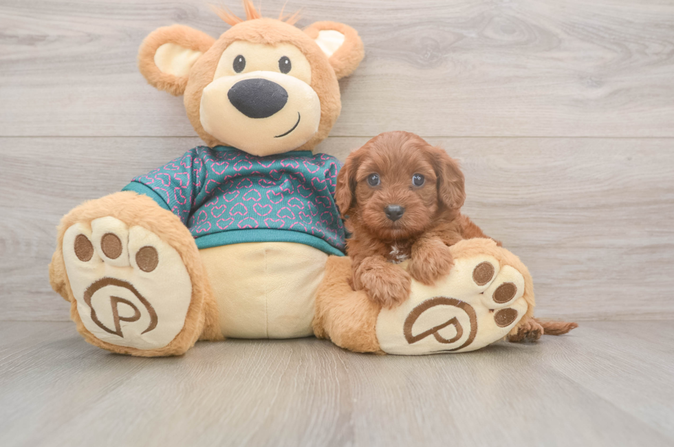 5 week old Cavapoo Puppy For Sale - Windy City Pups