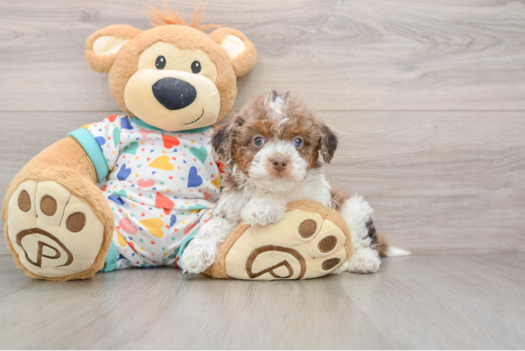 Cavapoo Puppy for Adoption