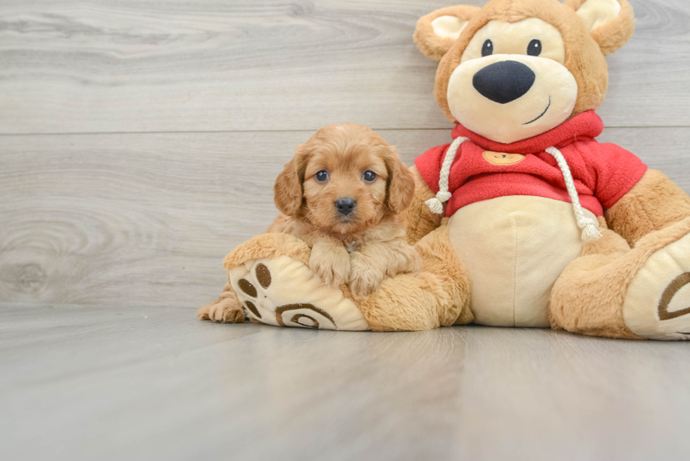 Cavapoo Pup Being Cute