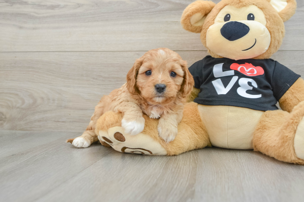 Best Cavapoo Baby