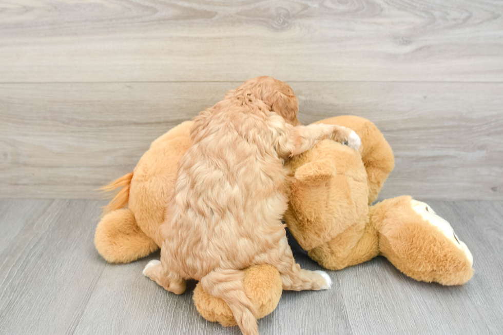 Cute Cavapoo Baby