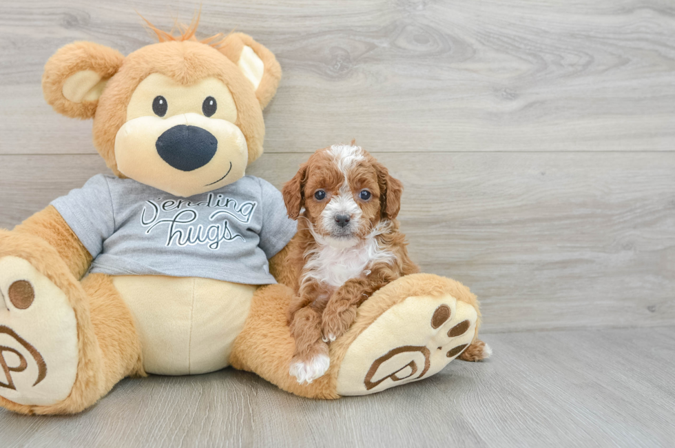 6 week old Cavapoo Puppy For Sale - Windy City Pups